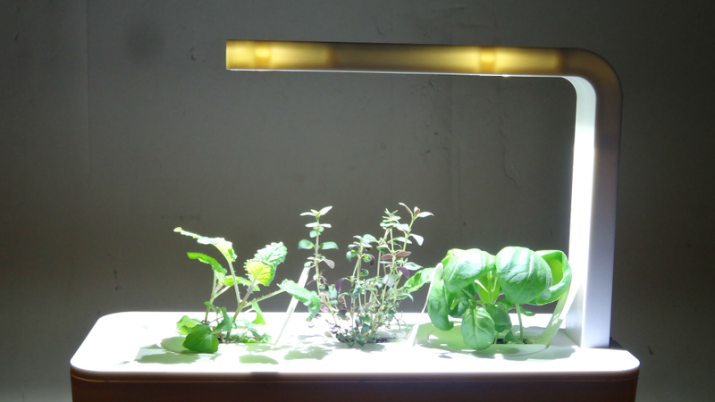 Illustration for article titled Click and Grow Smart Farm Review: Idiot-Proof Indoor Farming